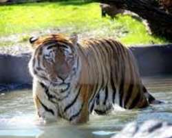The Zoo situated in the park has over 180 species The Zoo situated in the park has over 180 species of animals. The park has become a perfect tourist destination where the visitors can learn about the